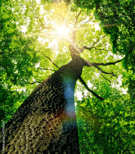 Korona drzewa w promieniach słońca