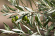 olives vertes