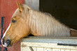 Horse looking out the fence in a horse stable