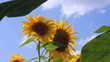 Sunflowers dancing in the wind