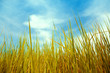 green grass and blue sky