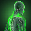 human radiography scan