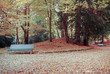 park with a trees