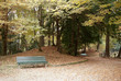 park with a trees