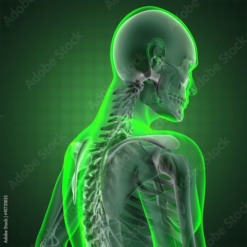 Illustration: human radiography scan human radiography scan