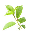 Young green sprout of apple-tree
