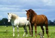 Foto: Zwei Pferde auf einer Koppel Zwei Pferde auf einer Koppel