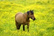 Foto: Pferd auf einer blühenden Wiese Pferd auf einer blühenden Wiese