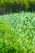 grass