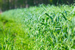 grass