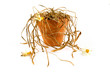 Dead plant in a pot over white
