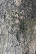 Steinplatte