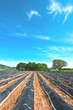 Asparagus field