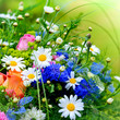 Blumenwiese