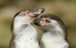 Close-up of a humboldt penguin