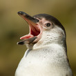 Close-up of a humboldt penguin
