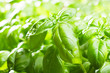 green basil