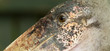 Extreme close-up of an marabu