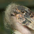 Extreme close-up of an marabu