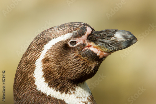 Foto: Close-up of a humboldt penguin Close-up of a humboldt penguin