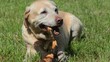 labrador