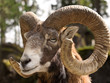 Photo: Mufflon (Ovis musimon) Mufflon (Ovis musimon)