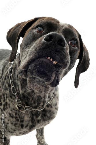 Foto: chien agressif chien agressif