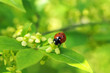 Red lagybug drinking nectar from a green flower