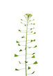 Foto: Gewöhnliches Hirtentäschel (Capsella bursa-pastoris) Gewöhnliches Hirtentäschel (Capsella bursa-pastoris)