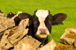 Dairy Cow