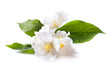 jasmine white flower isolated on white background