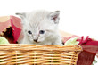 Cute kitten in a basket