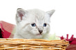 Cute kitten in a basket
