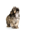 Shih Tzu puppy
