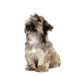 Shih Tzu puppy