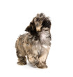 Shih Tzu puppy