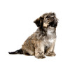 Shih Tzu puppy