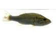 Largemouth bass in the water