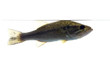 Largemouth bass in the water