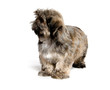 Shih Tzu puppy