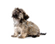 Shih Tzu puppy