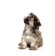 Shih Tzu puppy