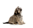 Shih Tzu puppy