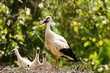 Storch brütend