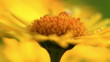 Video: Yellow Camomile Yellow Camomile