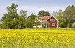 Yellow field in front of typical swedish cottage.