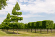Linden in einer Baumschule