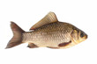 Crucian