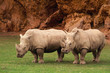 rhinocerotidae