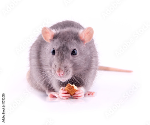 Photo: Rat eating almonds Rat eating almonds